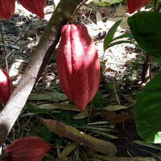 Theobroma cacao Floro