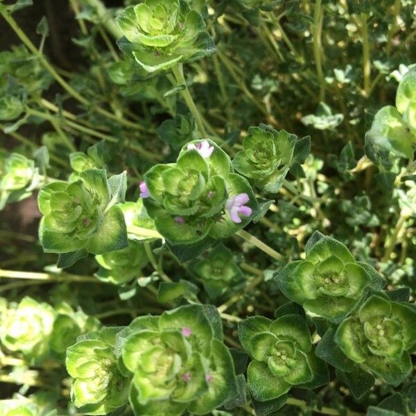 Thymus camphoratus Flower