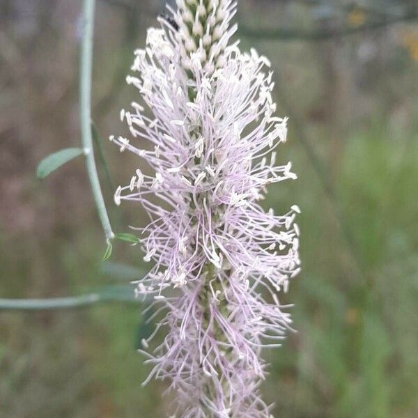 Plantago media Bloem