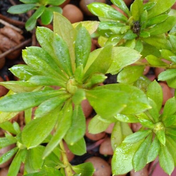 Portulaca pilosa Feuille