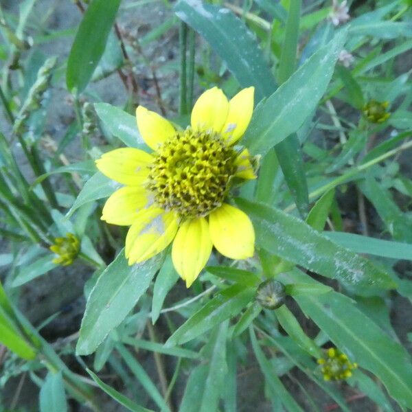 Bidens cernua Blomma