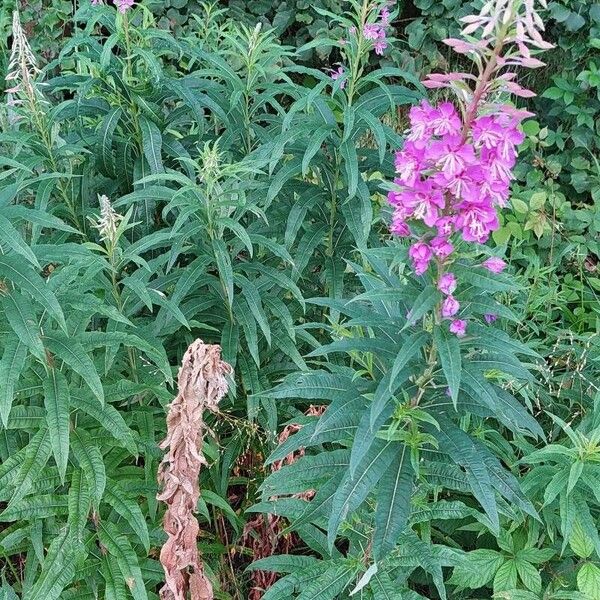 Epilobium angustifolium Vivejo