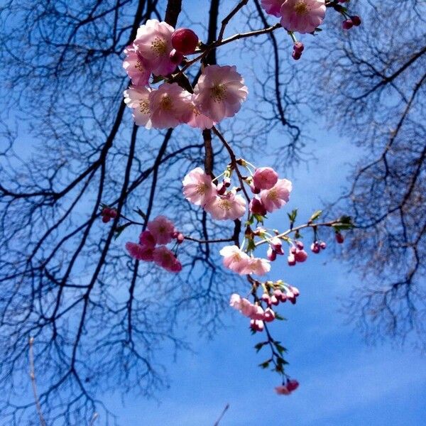 Prunus serrulata Virág