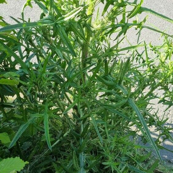 Cirsium vulgare Φύλλο