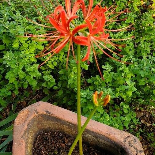 Lycoris radiata Květ