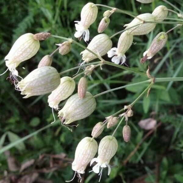 Silene vulgaris Blomst