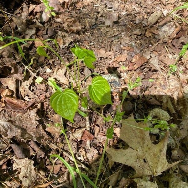 Dioscorea villosa Liść