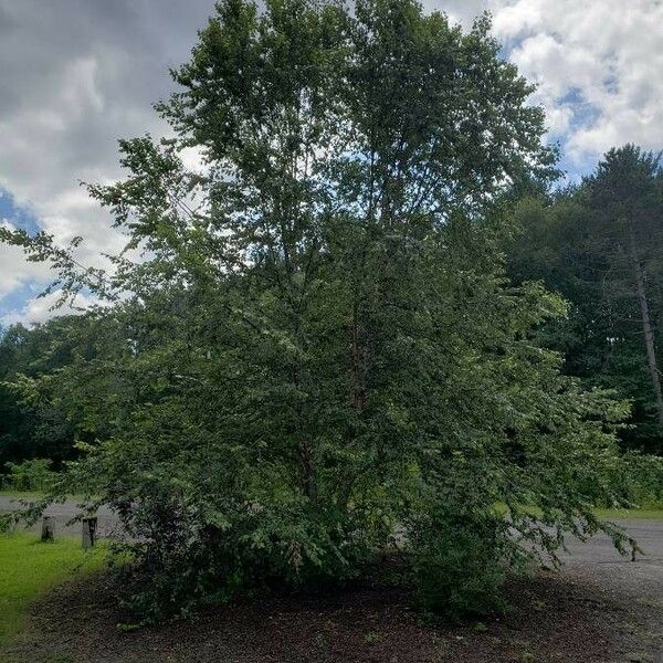 Betula nigra Облик