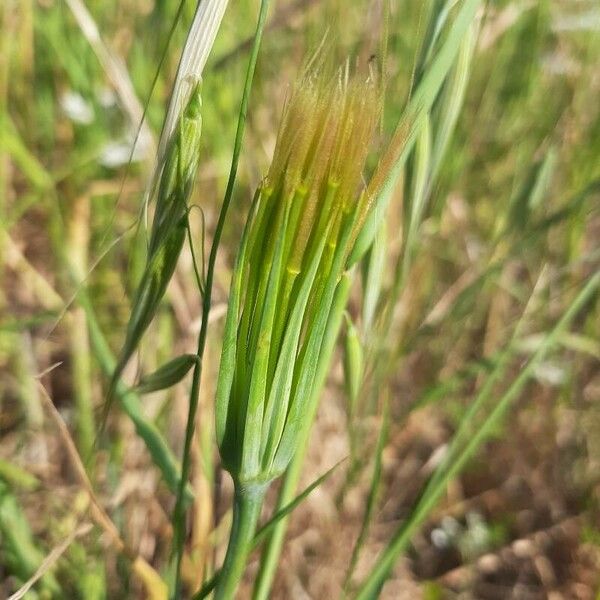 Tragopogon dubius Plod