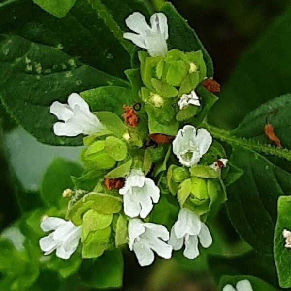 Origanum majorana പുഷ്പം