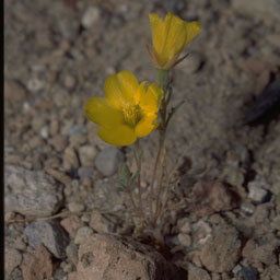 Mentzelia nitens Flower