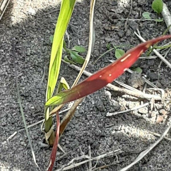 Imperata cylindrica Leaf