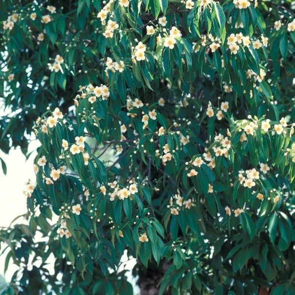 Schima wallichii