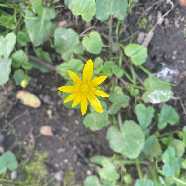 Ranunculus ficaria Flower