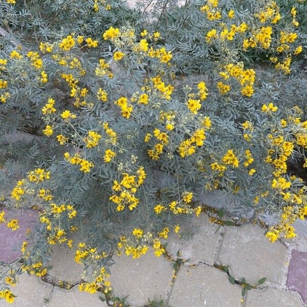 Senna multiglandulosa Flower