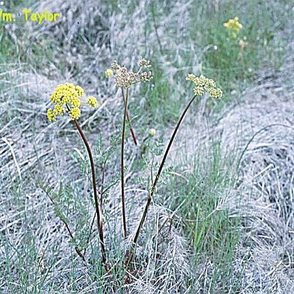Lomatium vaginatum (Broad-sheath desert-parsley)