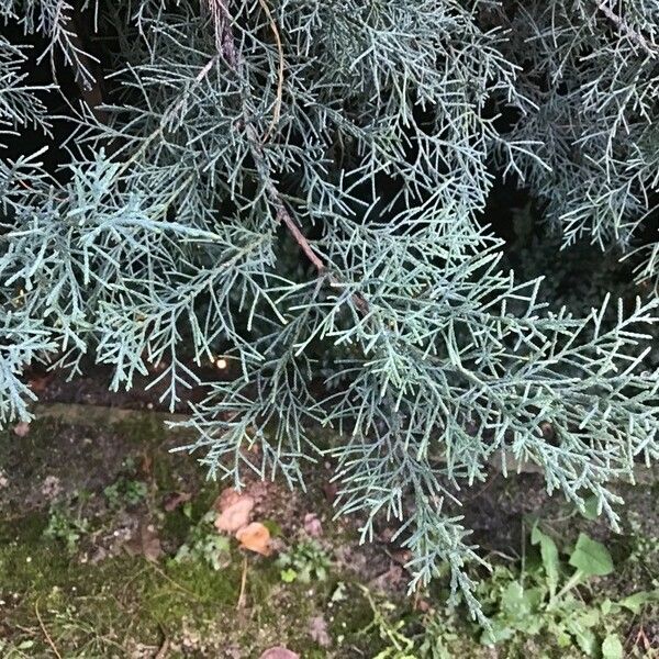 Juniperus chinensis Leaf