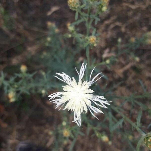 Centaurea diffusa 花