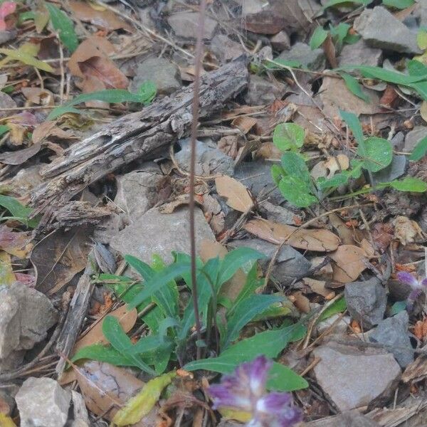 Aetheorhiza bulbosa Pokrój