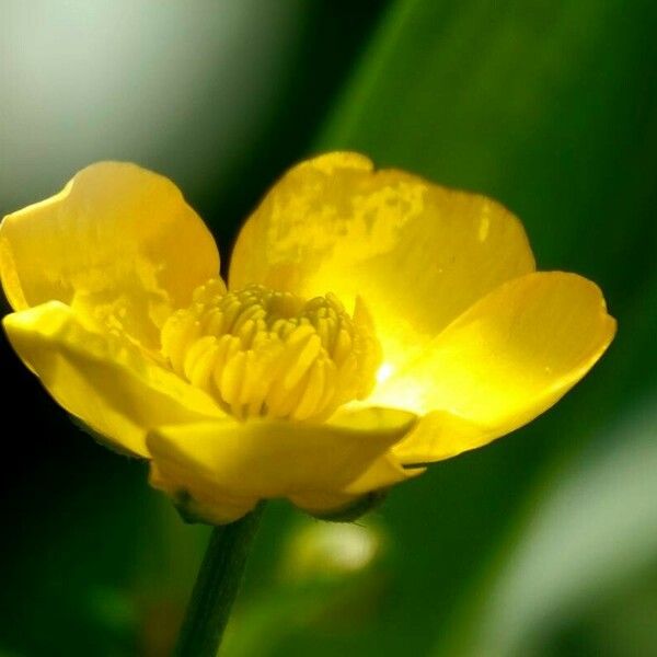 Ranunculus acris 花