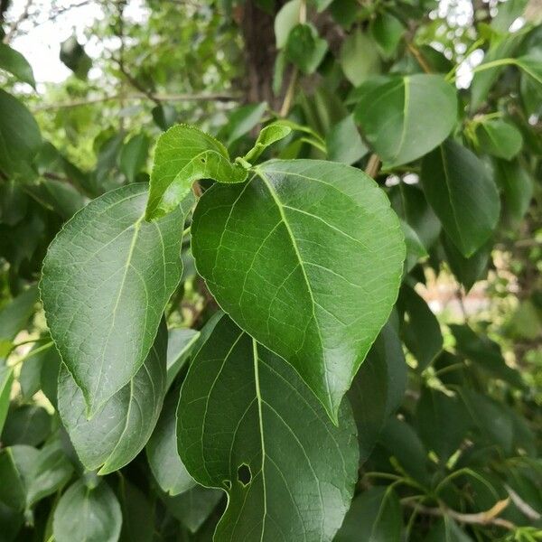 Populus simonii Leaf