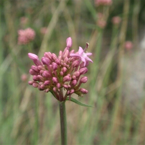 Centranthus angustifolius Flor