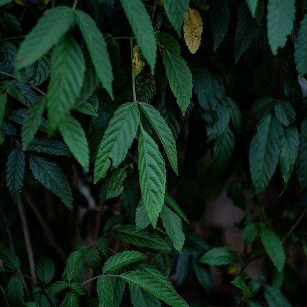 Leea guineensis Leaf