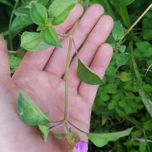 Dissotis rotundifolia 葉