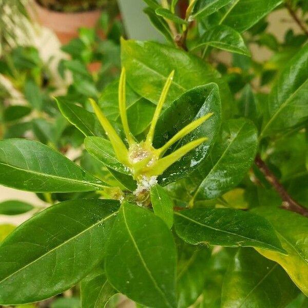 Magnolia virginiana ফুল