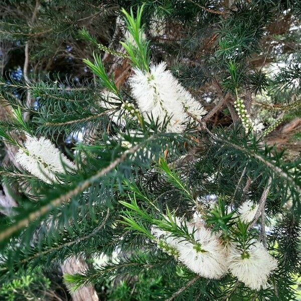 Melaleuca armillaris Blomst