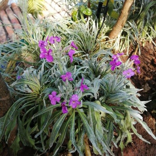 Matthiola maderensis Flower