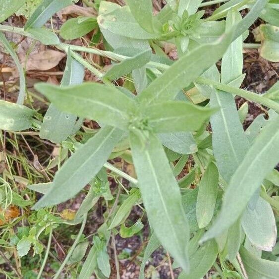 Gaillardia pulchella Hostoa