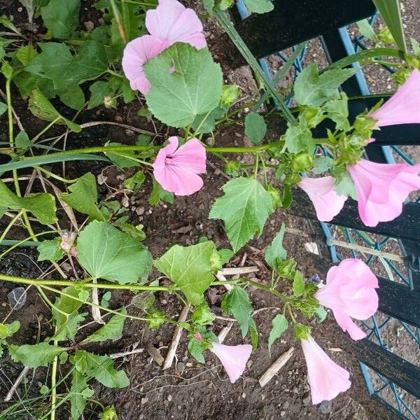 Malva trimestris Flower