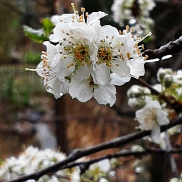 Prunus salicina Flor