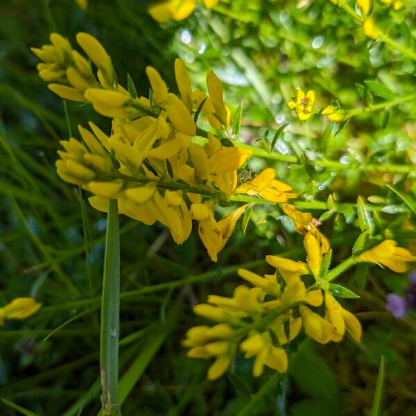 Genista tinctoria Flor