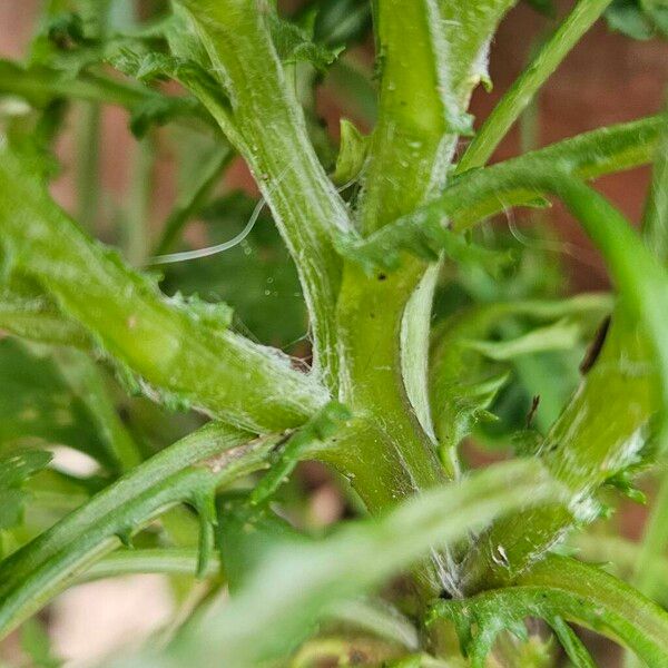 Senecio sylvaticus Corteccia