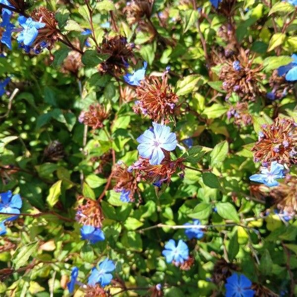 Ceratostigma willmottianum 花