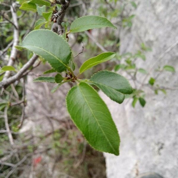 Prunus mahaleb Leaf