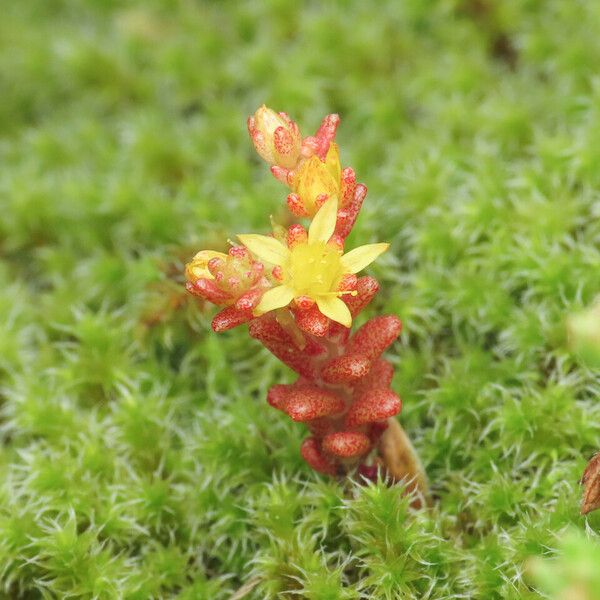 Sedum annuum Blüte