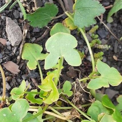 Rumex scutatus Feuille