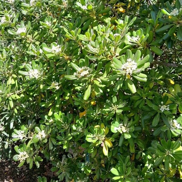 Pittosporum tobira Habit