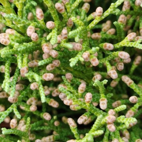 Juniperus sabina Flower