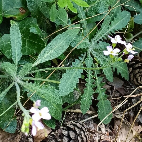 Arabidopsis arenosa Habit