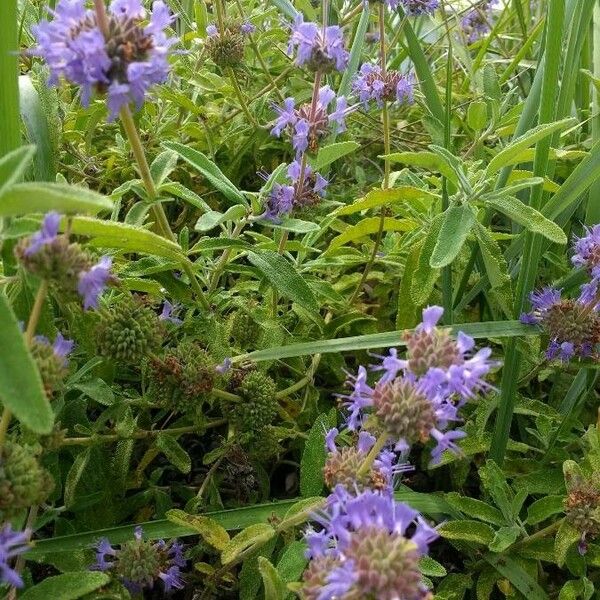 Salvia mellifera Flower