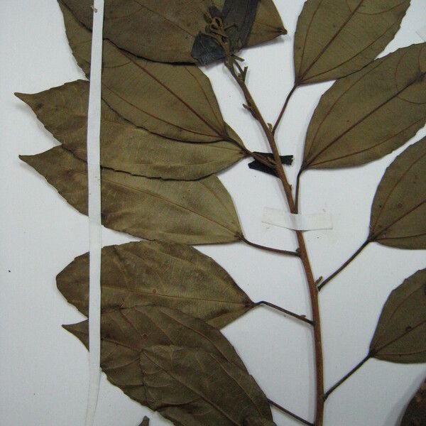 Alchornea triplinervia Leaf