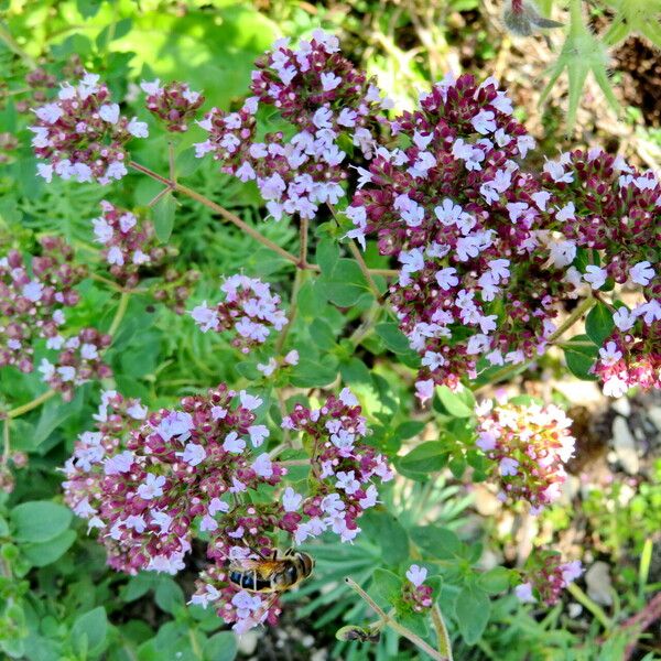 Origanum vulgare Habitus