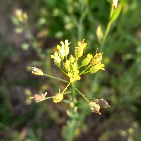 Camelina microcarpa Цвят