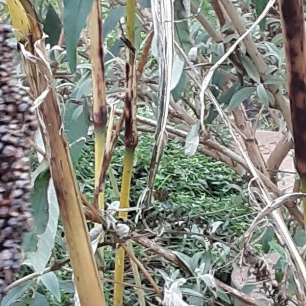 Sorghum bicolor Bark