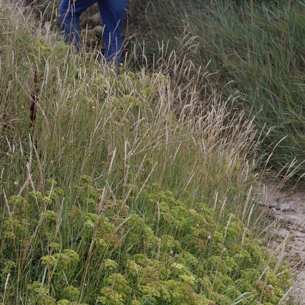 Elymus repens عادت