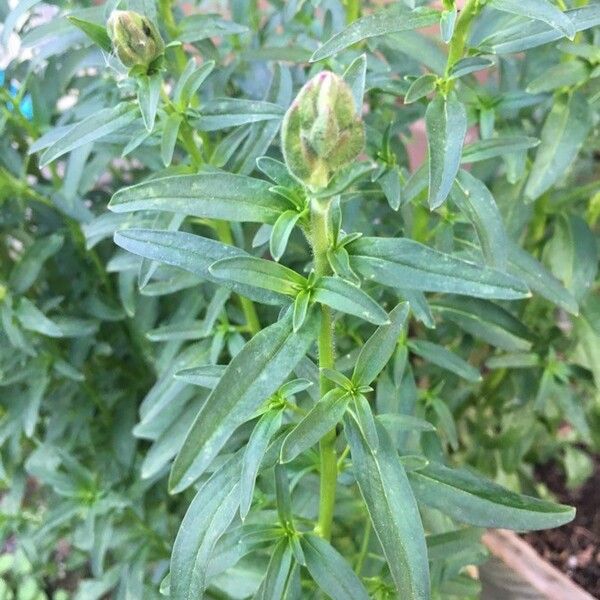 Antirrhinum majus ഇല